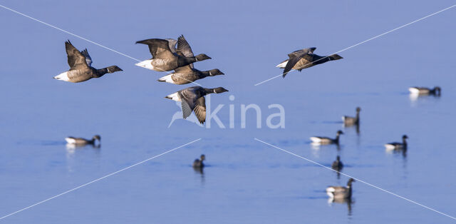 Brent Goose (Branta bernicla)