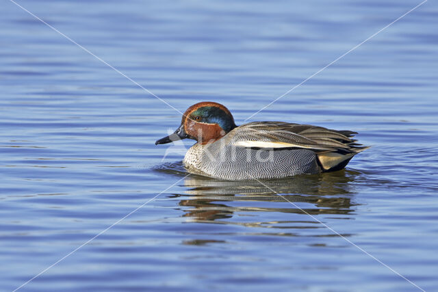 Wintertaling (Anas crecca)