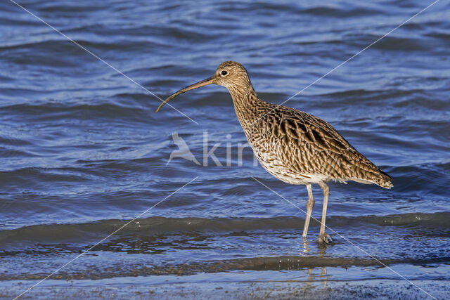 Eurasian Curlew (Numenius arquata)