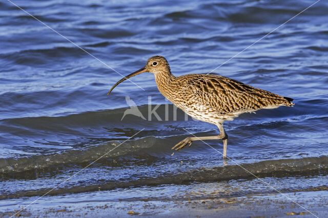 Eurasian Curlew (Numenius arquata)