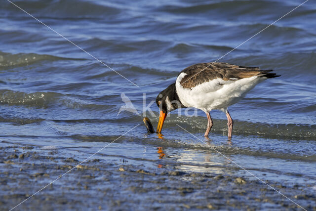 Oystercatcher (Haematopus ostralegus)