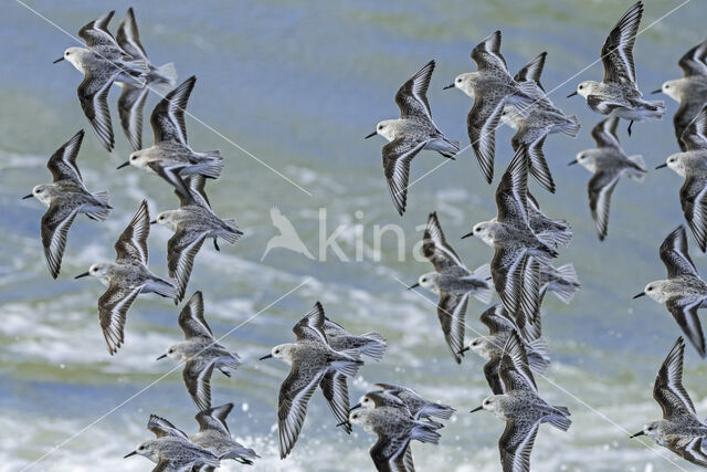 Drieteenstrandloper (Calidris alba)