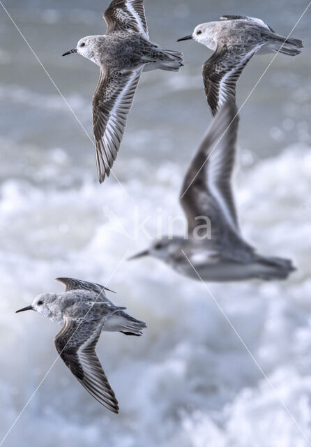 Sanderling (Calidris alba)