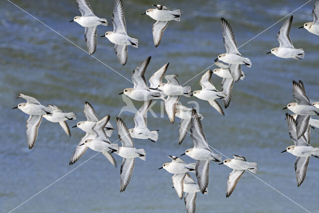 Drieteenstrandloper (Calidris alba)