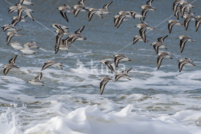 Sanderling (Calidris alba)