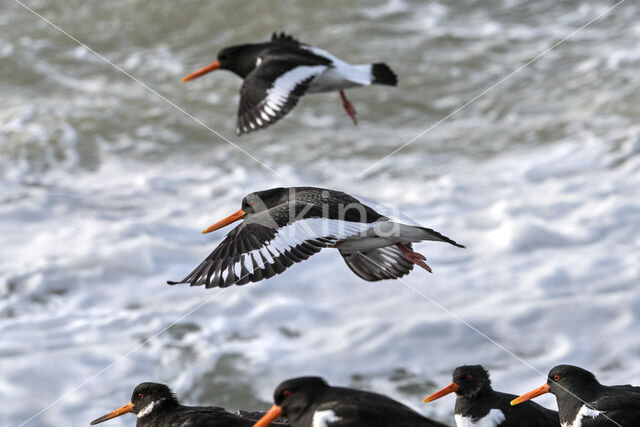 Scholekster (Haematopus ostralegus)