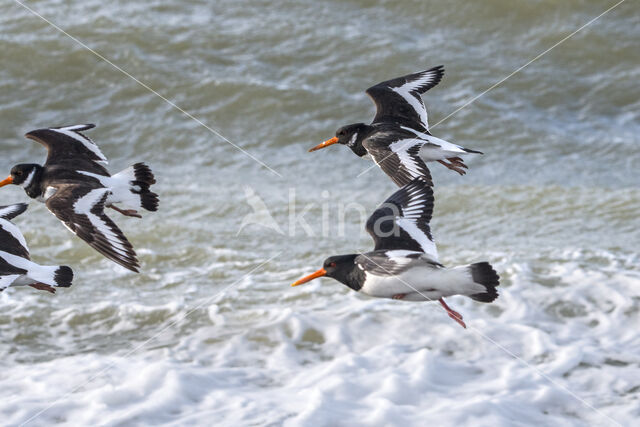 Scholekster (Haematopus ostralegus)