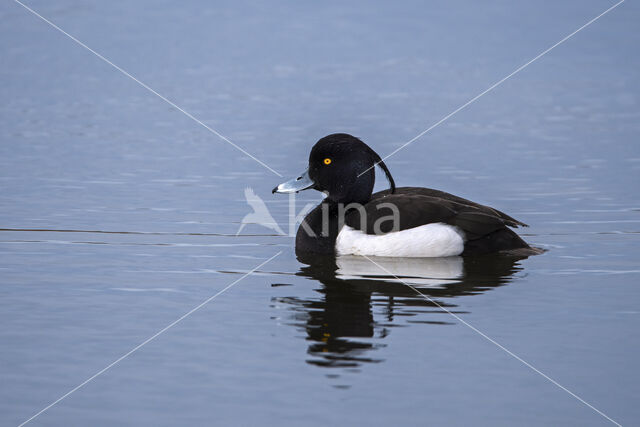 Tufted Duck (Aythya fuligula)