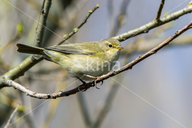 Tjiftjaf (Phylloscopus collybita)