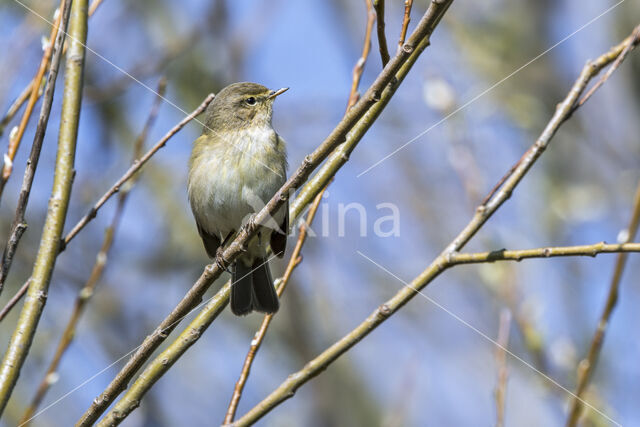 Tjiftjaf (Phylloscopus collybita)