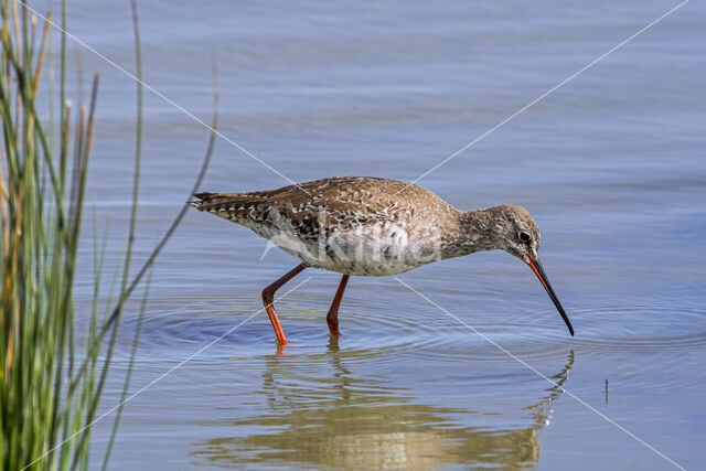 Spotted Redshank (Tringa erythropus)