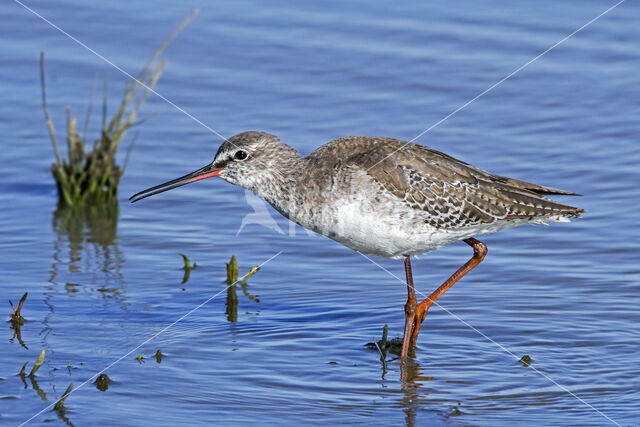 Spotted Redshank (Tringa erythropus)