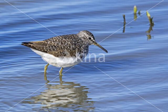 Green Sandpiper (Tringa ochropus)