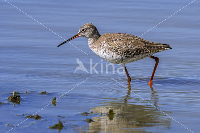 Zwarte Ruiter (Tringa erythropus)