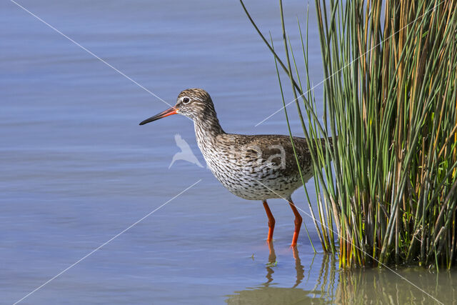 Tringa totanus totanus