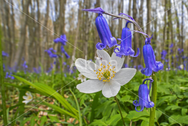 Bosanemoon (Anemone nemorosa)