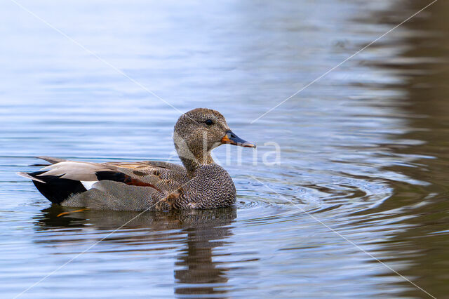 Gadwall (Anas strepera)