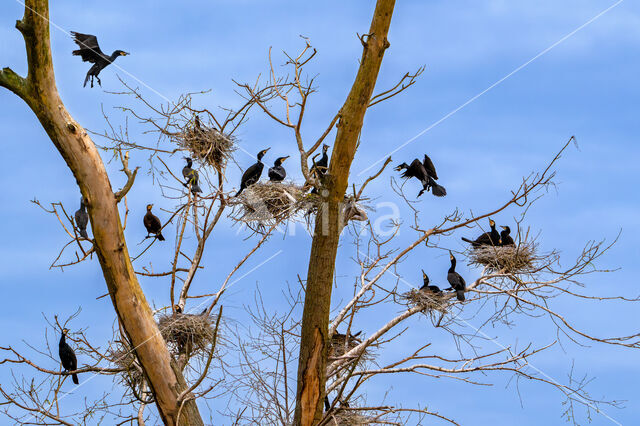 Great Cormorant (Phalacrocorax carbo)