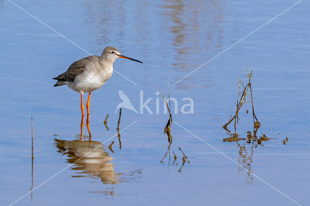 Spotted Redshank (Tringa erythropus)