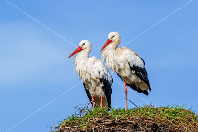 White Stork (Ciconia ciconia)