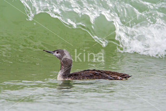 Red-throated Loon