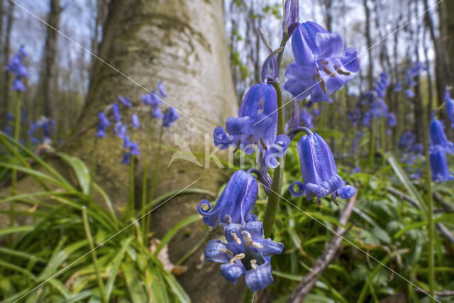 Bluebell (Hyacinthoides non-scripta