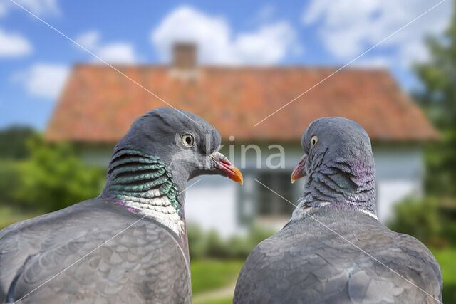 Houtduif (Columba palumbus)