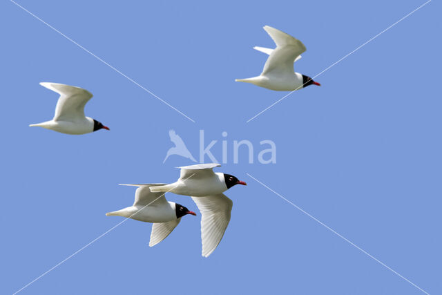 Mediterranean Gull (Larus melanocephalus)