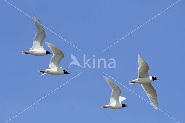 Zwartkopmeeuw (Larus melanocephalus)