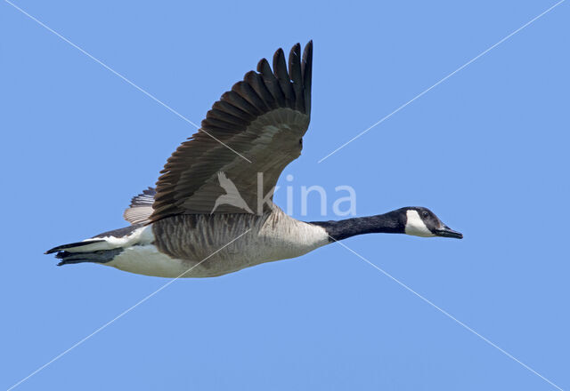 Canada Goose (Branta canadensis)