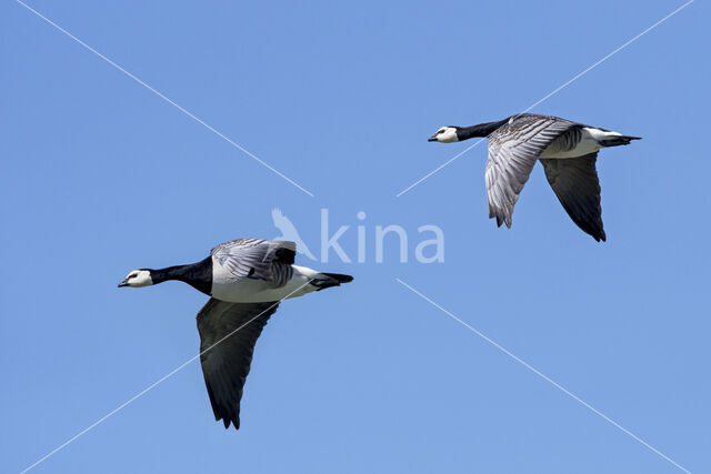 Brandgans (Branta leucopsis)