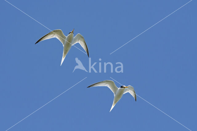 Little Tern (Sterna albifrons)