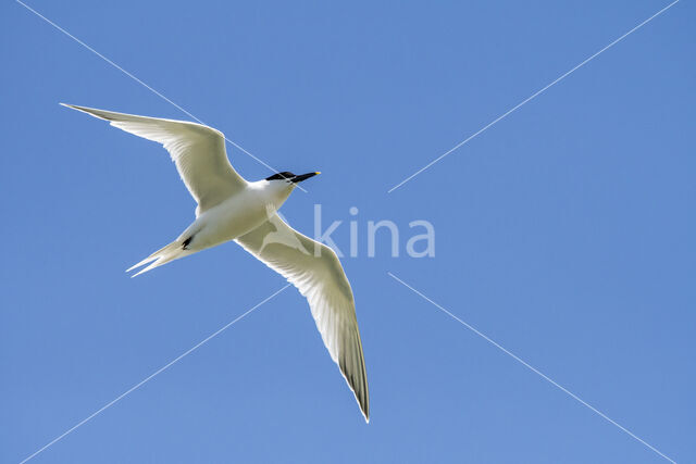 Sandwich Tern (Sterna sandvicensis)