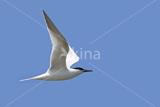 Sandwich Tern (Sterna sandvicensis)