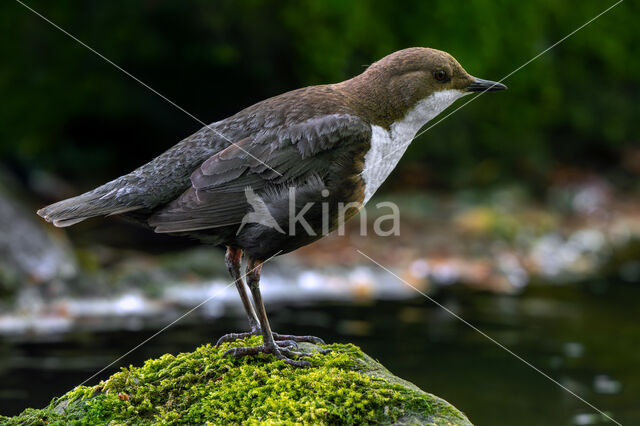 Middeneuropese Waterspreeuw (Cinclus cinclus aquaticus)