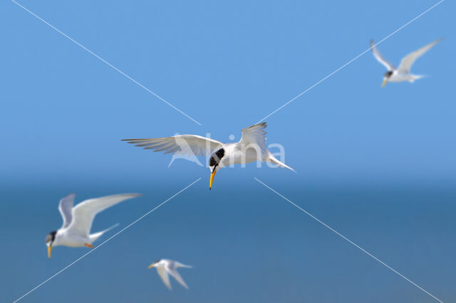 Little Tern (Sterna albifrons)