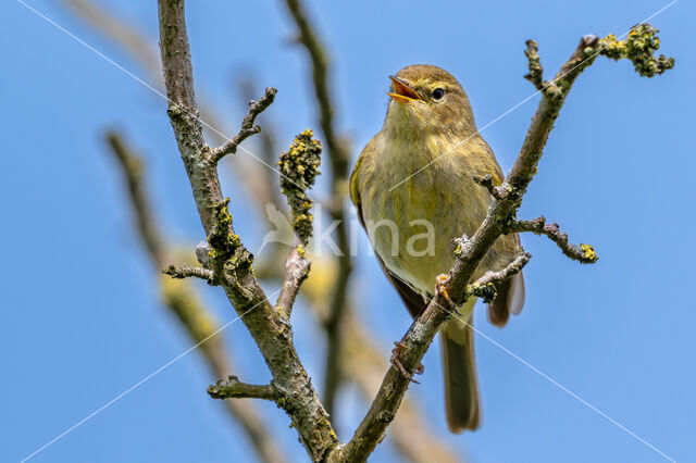 Tjiftjaf (Phylloscopus collybita)