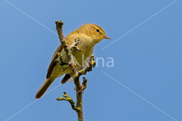 Tjiftjaf (Phylloscopus collybita)