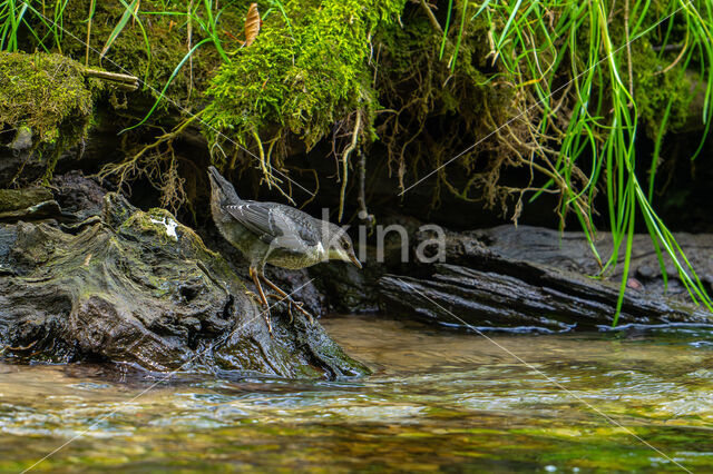 Middeneuropese Waterspreeuw (Cinclus cinclus aquaticus)