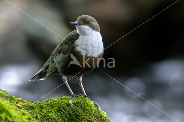 Middeneuropese Waterspreeuw (Cinclus cinclus aquaticus)