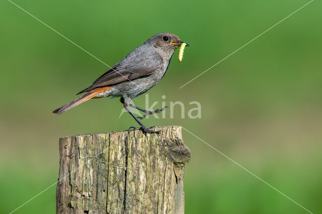 Zwarte Roodstaart (Phoenicurus ochruros)