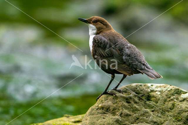 Middeneuropese Waterspreeuw (Cinclus cinclus aquaticus)