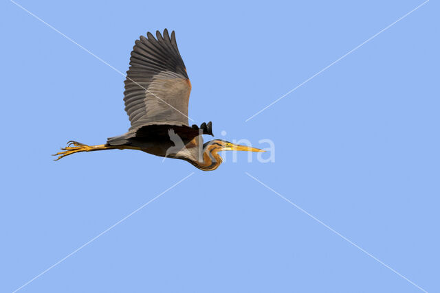 Purple Heron (Ardea purpurea)