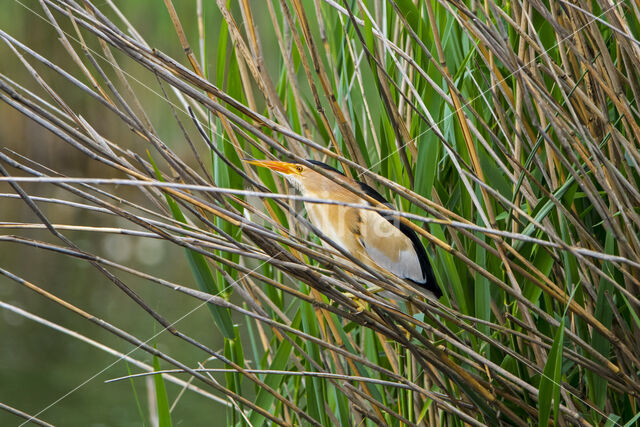 Little Bittern (Ixobrychus minutus)