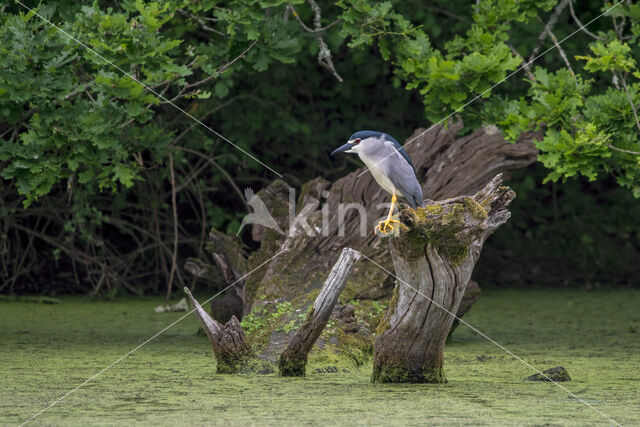 Kwak (Nycticorax nycticorax)