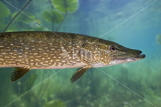 Snoek (Esox lucius)