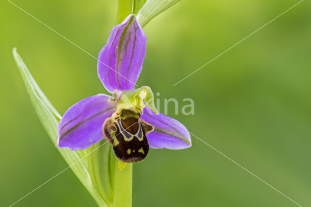 Bee Orchid (Ophrys apifera)