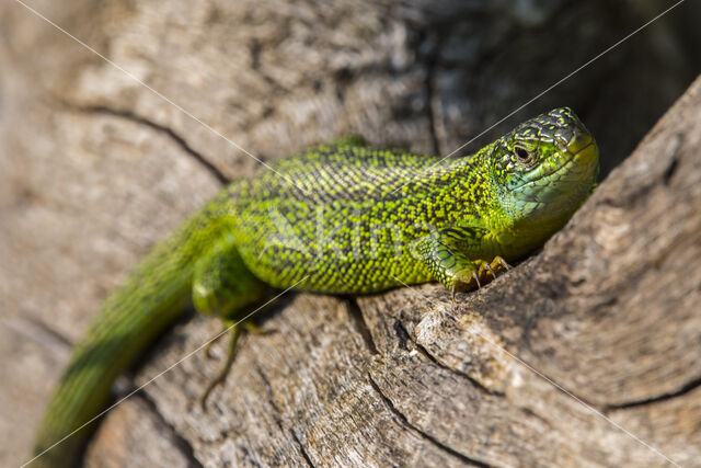 Westelijke Smaragdhagedis (Lacerta bilineata)