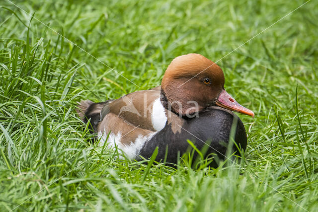 Red-crested Pochard (Netta rufina)