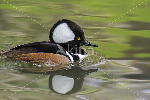 Kokardezaagbek (Lophodytes cucullatus)